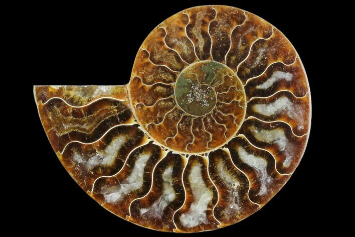 Agatized Ammonite Fossil (Half) - Madagascar #125052